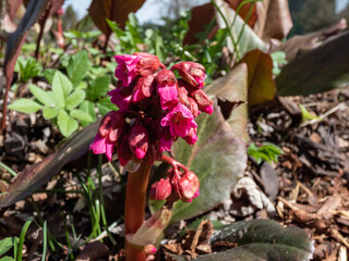 Bergenia Moench 