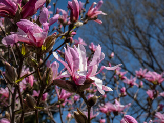 Pink star-shaped flowers of blooming Star magnolia - Magnolia stellata cultivar 'Rosea' in bright sunlight in early spring with blue sky in background