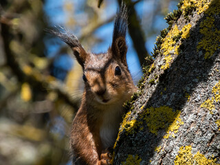 Obraz premium Portrait shot of a Red Squirrel (Sciurus vulgaris) with summer orange and brown coat sitting on a branch with blurred blue sky and branches in the background