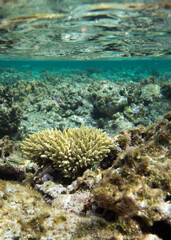 Panoramic view of corals