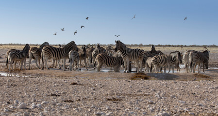 Fototapeta na wymiar Large group of Hartmann mountain zebra