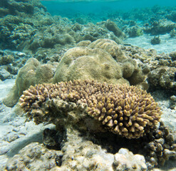 A view of coral reef