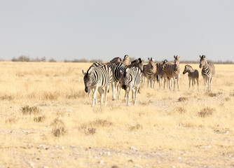 Fototapeta na wymiar Large group of Hartmann mountain zebra