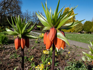 The crown imperial or imperial fritillary(Fritillaria imperialis) bearing a downward facing...