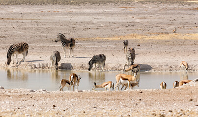 Some animals at waterhole