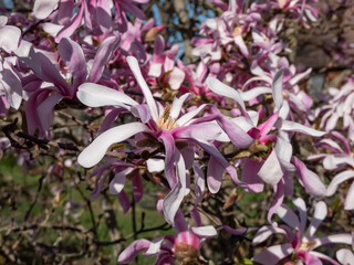 Pink star-shaped flowers of blooming Star magnolia - Magnolia stellata cultivar 'Rosea' in bright sunlight in early spring © KristineRada