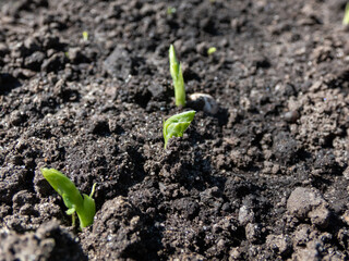 Close-up of a sweet green pea (pisum) sprouts or seedlings growing in a soil in a vegetable garden in bright sunlight in spring