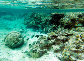 Panoramic view of corals