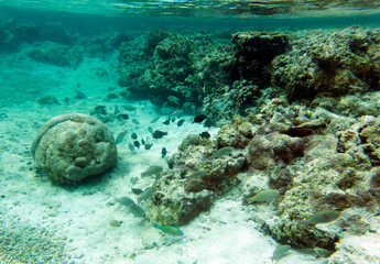 Panoramic view of corals