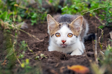 Naklejka na ściany i meble A white spotted cat lies in a hole in the garden and watches something carefully