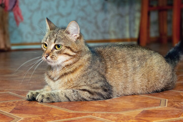 A brown tabby cat is sitting on the floor in the room