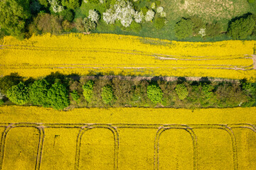 Yellow rapeseed field at sunny day, Sobieszewo Island. Poland
