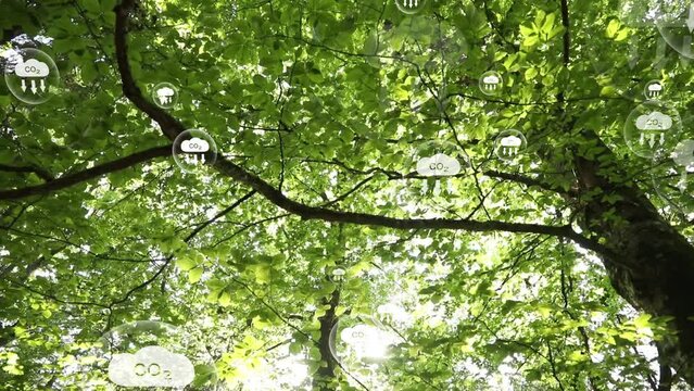 Green sunny tree crown with carbon dioxide net zero icons animation.
