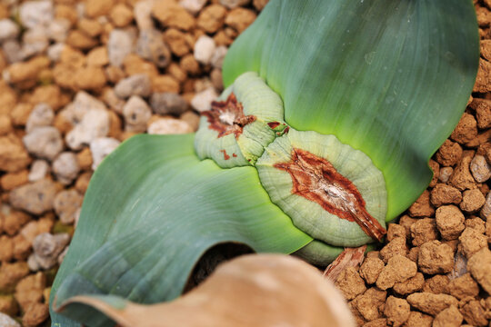 Century old desert plant (Welwitschia mirabilis) grow from seed