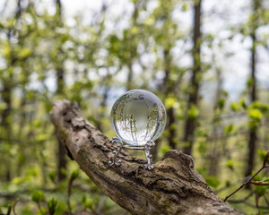 glass earth globe in forest
