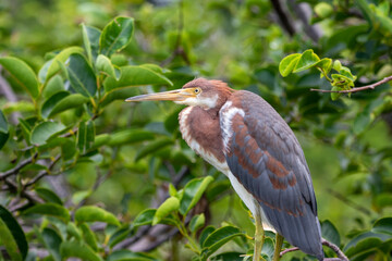 tricolored heron