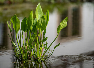 green leaves in sunlight in pond