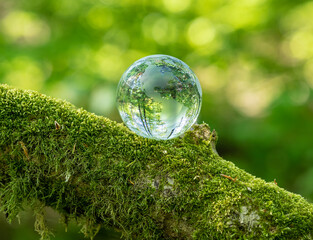 glass earth globe in the forest