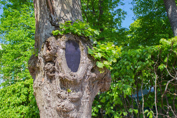 Metal mesh protects the trunk of an old tree from rodents. Treatment of old trees in the park....