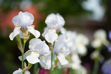 Irideae. White iris flowers are blooming in the garden. White flowers in the garden. macro photo, floral natural background. beautiful flowers close-up. blurred green background