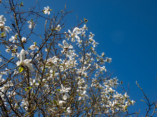 White flowers of blooming Mokyeon or kobus magnolia (Magnolia kobus DC. var. borealis) growing in a park in bright sunlight in early spring