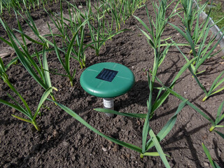 Ultrasonic, solar-powered mole repellent or repeller device in the soil in a vegetable bed among small onion plants in the garden