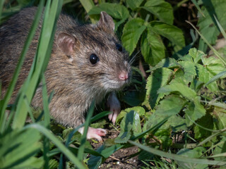 Common rat (Rattus norvegicus) with dark grey and brown fur walking in green grass in bright sunlight