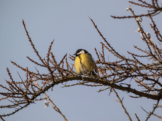 Fluffy Great tit (Parus major) sitting on a branch without leaves in bright sunlight with sky in background