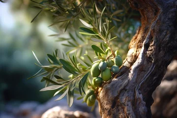 Foto op Plexiglas Close up of an olive tree branch with green olives in plantation. © TULA