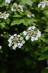 Flowering viburnum flowers on a tree branch close-up. Photography, nature.