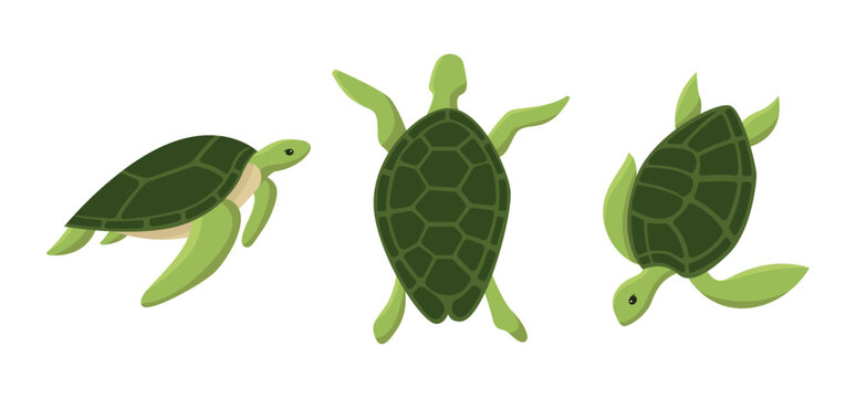 Set of big sea turtle cartoon cute animal design ocean tortoise swimming in water. Flat hand drawn sketch vector illustration isolated on white background