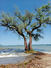 a tree on the shore of a lake washed by waves