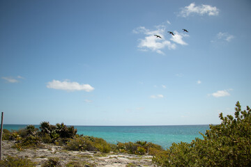 Fototapeta na wymiar seagulls on the beach in cancun