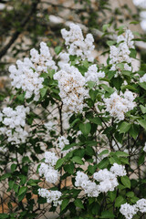 Blooming white lilac flowers in spring in a garden in nature. Close-up photo.