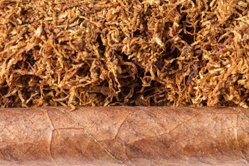 smoking tobacco is harmful to health