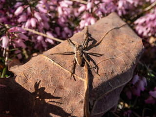 Close-up of brown Nursery web spider (Pisaura mirabilis) with long legs and slender abdomen on a dry leaf surrounded with heather (erica)