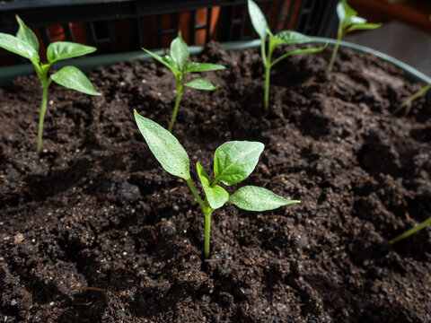Small, green home-grown pepper plant growing in a plastic pots on a window sill in bright sunlight. Indoor gardening and germinating seedlings. Food growing from seeds