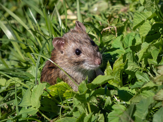 Naklejka na ściany i meble Common rat (Rattus norvegicus) with dark grey and brown fur standing on back paws surrounded with green grass in bright sunlight. Beautiful wildlife scenery