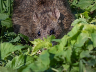 Common rat (Rattus norvegicus) with dark grey and brown fur hiding in green grass in bright sunlight