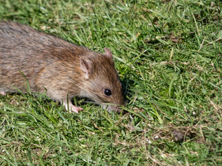 Common rat (Rattus norvegicus) with dark grey and brown fur walking in green grass in bright sunlight