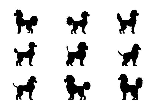 set of 9 Poodle Silhouette vector design standing pose