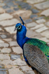 Fototapeta premium Peacock on a summer day in Lisbon