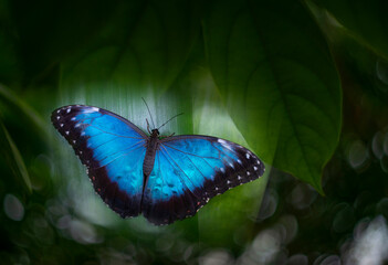 Butterfly Blue Morpho, Morpho peleides, in rainforest