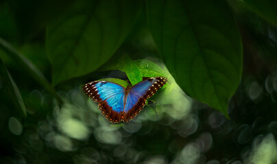 Butterfly Blue Morpho, Morpho peleides, in rainforest