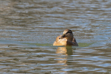 Wild duck or mallard, Anas platyrhynchos swimming in a lake in Munich, Germany