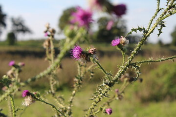 Blauer Himmel im Hintergrund. Schöne Natur. Herbstszene. Weißes Clouds-Spiel. Flauschige Kissen. Freiheit. Dorniger Kletten Zweig. Landschaftsfotografie. Minimalistischer Ansatz. Grünes Gras. Buschig