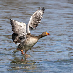 The greylag goose, Anser anser is a species of large goose