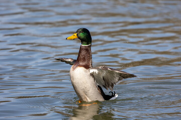Wild duck or mallard, Anas platyrhynchos swimming in a lake in Munich, Germany