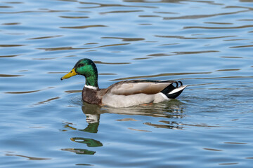Wild duck or mallard, Anas platyrhynchos swimming in a lake in Munich, Germany