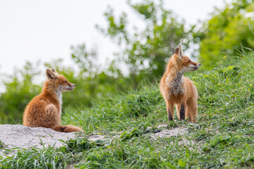A fox cub near the burrow